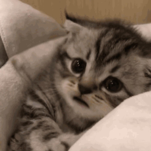 东京热AV无码不卡免费
